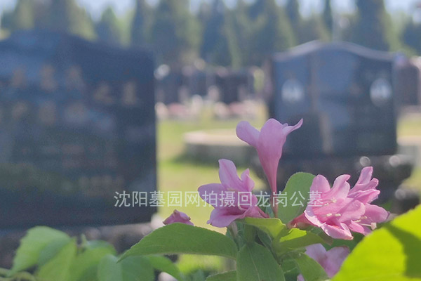 ​沈阳回龙岗墓园：民政局主办的合法公墓典范