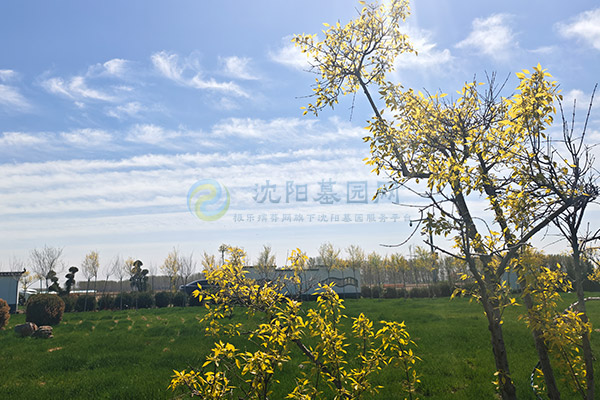 沈阳西灵山墓园价格一览：千元惠民，品质安息之选！