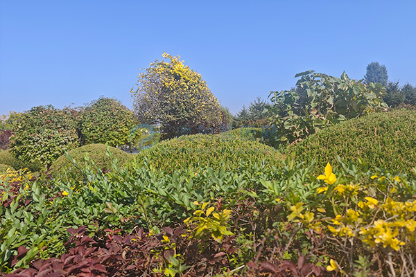 沈阳西灵山墓园价格一览：千元惠民，品质安息之选！