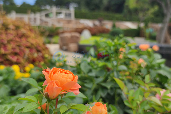 沈阳选墓园全攻略：公墓合法性、家庭预算、陵园环境、墓地手续等关键环节必知道！